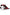 Sergio Tacchini Chic Contrasting Lace-Up Sports Sneakers