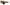 Dolce & Gabbana Beige Chic Acetate Women's Sunglasses