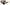 Dolce & Gabbana Beige Chic Acetate Women's Sunglasses