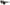 Dolce & Gabbana Elegant Lace-Trimmed Gradient Sunglasses
