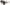 Dolce & Gabbana Timeless Tortoiseshell Unisex Sunglasses