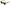 Dolce & Gabbana Chic Acetate Designer Sunglasses
