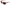 Dolce & Gabbana Elegant Pink Gradient Sunglasses