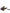 Dolce & Gabbana Multicolor Missile Rocket Crystal Stars Headband Diadem