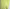 Dolce & Gabbana Green Cotton Collared Casual Button Down Shirt