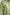 Dolce & Gabbana Green Cotton Collared Casual Button Down Shirt