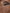 Dolce & Gabbana Brown Solid Knitted Fur Ball Winter Beanie Hat