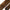 Dolce & Gabbana Brown Floral 100% Silk Adjustable Men Tie