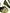 Dolce & Gabbana Green Exotic Leather Ankle Strap Heels Sandals Shoes