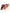 Dolce & Gabbana Coral Exotic Leather Heels Sandals Shoes