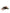 Dolce & Gabbana Brown Plastic Crystal Floral Women Hair Comb