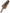 Dolce & Gabbana Brown Frost Fox Fur Neck Warmer Winter Scarf