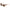 Jimmy Choo Multicolor Haircalf Sunglasses