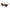 Guess Brown Resin Sunglasses