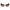 Marciano by Guess Brown Haircalf Sunglasses