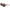 Nike Brown Injected Sunglasses