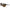 Nike Brown Injected Sunglasses
