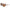 Nike Brown Injected Sunglasses