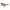 Lacoste Brown Acetate Sunglasses
