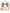 Dolce & Gabbana Beige Brown Canvas Leather Travel Back Pack Bag