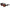 Lanvin Brown Acetate Sunglasses