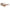 Lanvin Brown Acetate Sunglasses