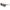 Ferragamo Brown Injected Sunglasses