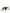 Dolce & Gabbana White Black Leather Crown Milano Sneakers Shoes