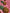 Dolce & Gabbana Pink Pineapple Swimsuit Bikini Bottom Swimwear