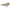 Ferragamo Brown Acetate Sunglasses