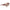 Ferragamo Brown Acetate Sunglasses
