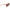 Longchamp Brown Haircalf Sunglasses