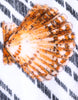 Dolce & Gabbana Multicolor Stripes Seashells Beach Towel