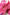 Dolce & Gabbana Pink Airmaster Mesh Panelled Low Top Sneakers Shoes