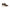 Laura Biagiotti Brown Polyester Women Sneaker