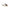 Tommy Hilfiger White Polyethylene Women Sandal
